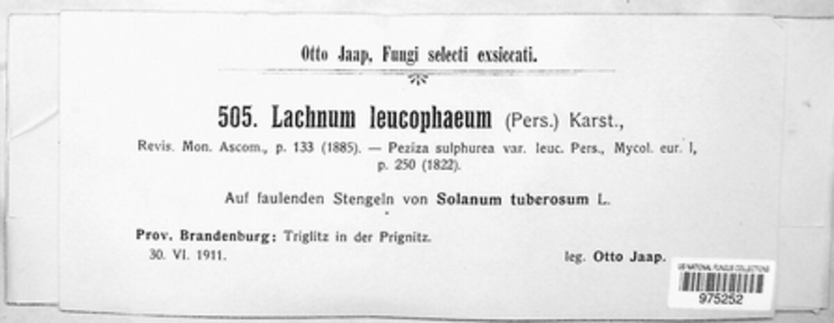 Lachnum mollissimum image